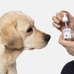 Healing Tails Innovative Ways CBD Can Enhance Your Dog’s Life