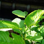 Happy Go Leafy Exploring Kratom's Legal Status in California