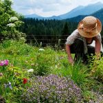 The Herb Garden Ritual Daily Practices for a Healthier You