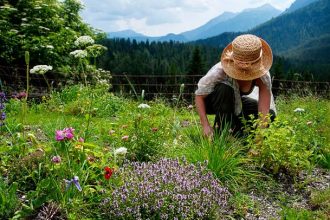 The Herb Garden Ritual Daily Practices for a Healthier You